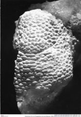 Historisches Foto von Paragalathea verrucosa (Moericke 1889) (NHMW-AFW-GEO-BACHMAYER-FOTO-1990-0041-3116)